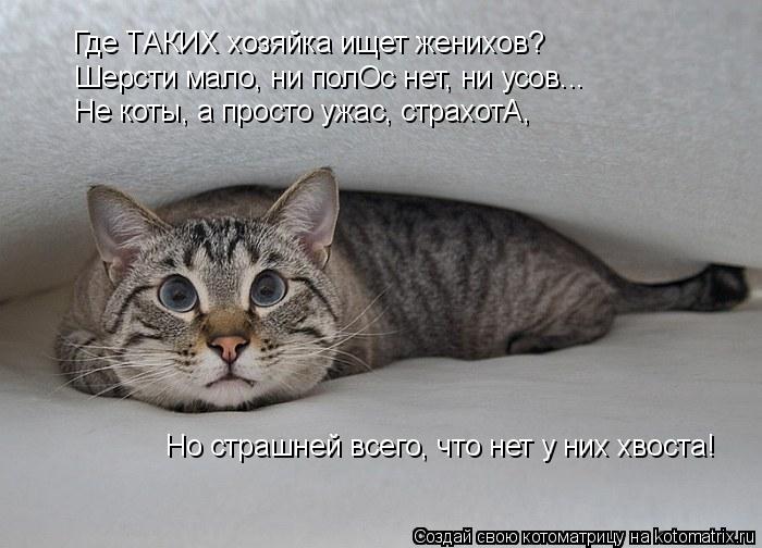 Где ТАКИХ хозяйка ищет женихов? Шерсти мало, ни полОс нет, ни усов... Не коты, а просто ужас, страхот... Котоматрица: Где ТАКИХ хозяйка ищет женихов? Шерсти мало, ни полОс нет, ни усов... Не коты, а просто ужас, страхотА, Но страшней всего, что нет у них хвоста!