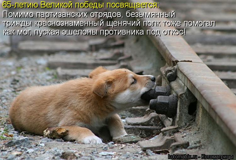65-летию Великой победы посвящается: Помимо партизанских отрядов, безымянный трижды краснознаменный щ... Котоматрица: 65-летию Великой победы посвящается: Помимо партизанских отрядов, безымянный трижды краснознаменный щенячий полк тоже помогал как мог, пус