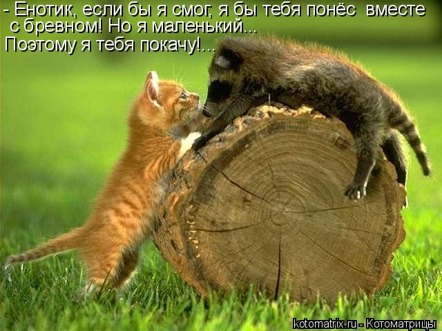 - Енотик, если бы я смог, я бы тебя понёс вместе с бревном! Но я маленький... Поэтому я тебя покачу!... Котоматрица: - Енотик, если бы я смог, я бы тебя понёс вместе с бревном! Но я маленький... Поэтому я тебя покачу!...