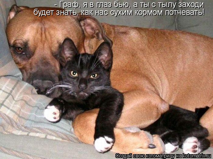 - Граф, я в глаз бью, а ты с тылу заходи будет знать, как нас сухим кормом потчевать!... Котоматрица: - Граф, я в глаз бью, а ты с тылу заходи будет знать, как нас сухим кормом потчевать!