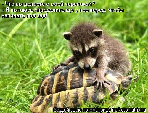 - Что вы делаете с моей черепахой? - Я пытаюсь определить где у нее перед, чтобы напинать под зад!... Котоматрица: - Что вы делаете с моей черепахой? - Я пытаюсь определить где у нее перед, чтобы напинать под зад!
