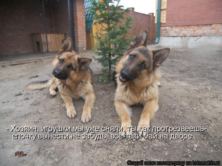 - Хозяин, игрушки мы уже сняли, ты как протрезвеешь- елочку вынести не забудь, все-таки май на дворе.... Котоматрица: - Хозяин, игрушки мы уже сняли, ты как протрезвеешь- елочку вынести не забудь, все-таки май на дворе...