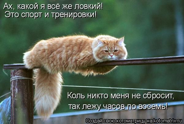 Ах, какой я всё же ловкий! Это спорт и тренировки! Коль никто меня не сбросит, так лежу часов по вос... Котоматрица: Ах, какой я всё же ловкий! Это спорт и тренировки! Коль никто меня не сбросит, так лежу часов по восемь!