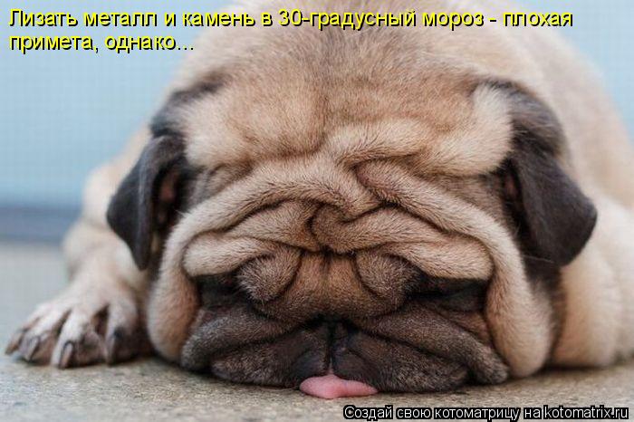 Лизать металл и камень в 30-градусный мороз - плохая примета, однако...... Котоматрица: Лизать металл и камень в 30-градусный мороз - плохая примета, однако...