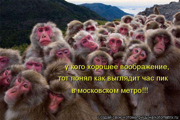Котоматрица: у кого хорошее воображение, тот понял как выглядит час пик в московском метро!!!