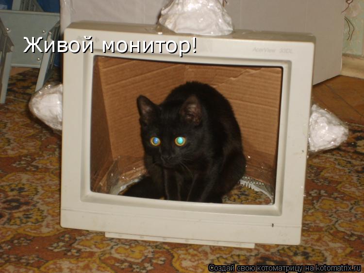 Котоматрица: Живой монитор!