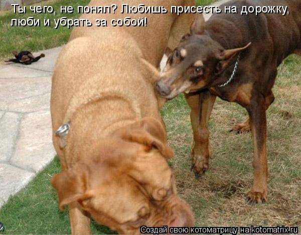 Котоматрица: Ты чего, не понял? Любишь присесть на дорожку,  люби и убрать за собой!