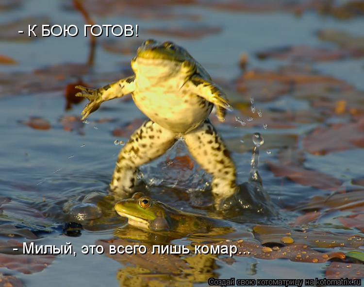 Котоматрица: - К БОЮ ГОТОВ! - Милый, это всего лишь комар...
