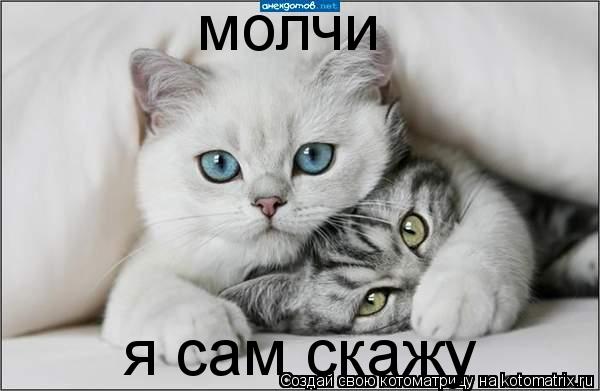 Котоматрица: молчи я сам скажу