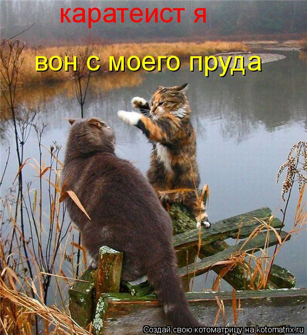 Котоматрица: каратеист я вон с моего пруда