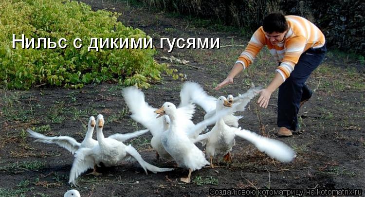 Нильс с дикими гусями... Котоматрица: Нильс с дикими гусями