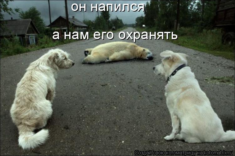 он напился а нам eгo охранять... Котоматрица: он напился а нам eгo охранять
