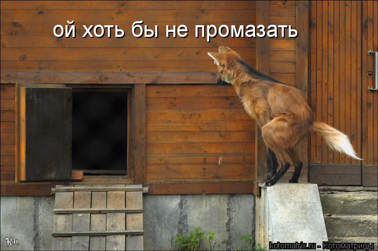 ой хоть бы не промазать... Котоматрица: ой хоть бы не промазать