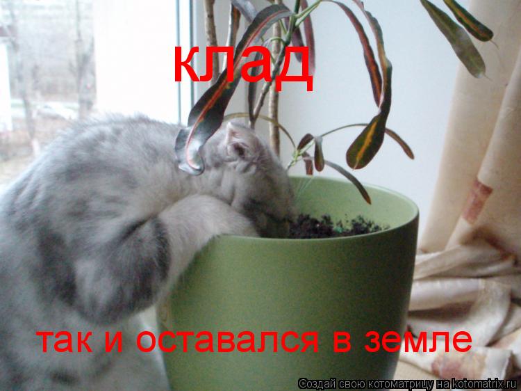 клад так и оставался в земле... Котоматрица: клад так и оставался в земле