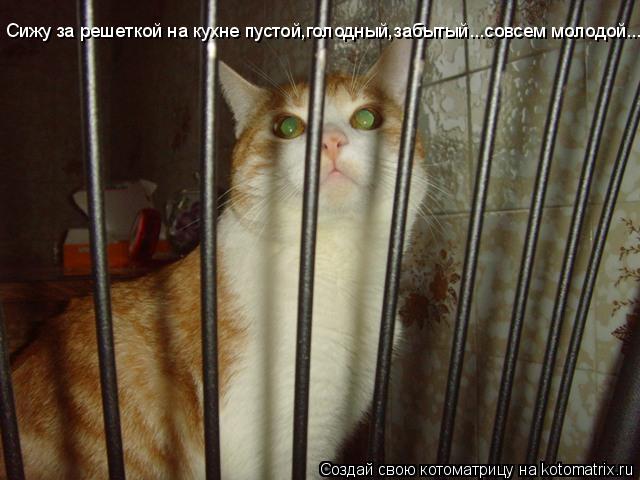 Сижу за решеткой на кухне пустой,голодный,забытый...совсем молодой...... Котоматрица: Сижу за решеткой на кухне пустой,голодный,забытый...совсем молодой...