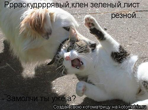 Котоматрица: Ррраскудрррявый,клен зеленый,лист  резной... - Замолчи ты уже,а?