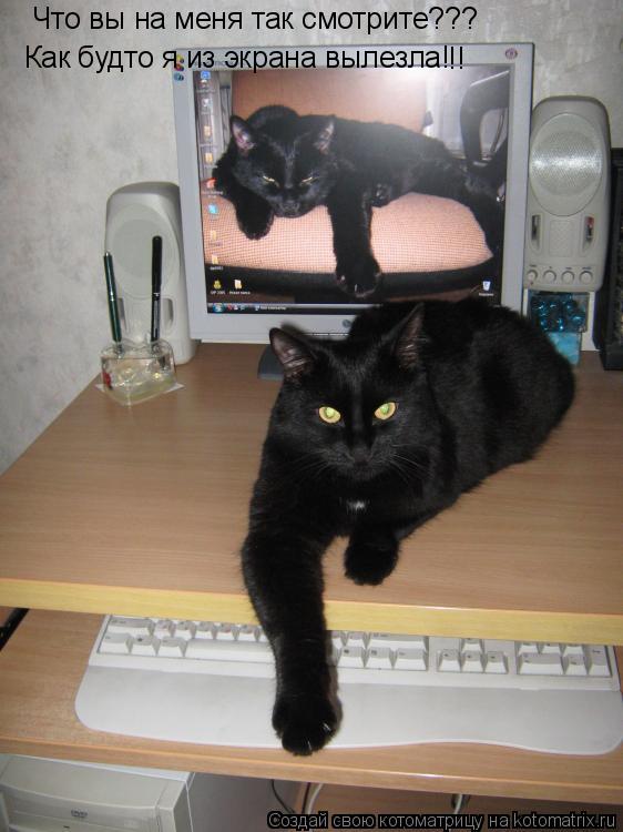 Котоматрица: Что вы на меня так смотрите??? Как будто я из экрана вылезла! !!