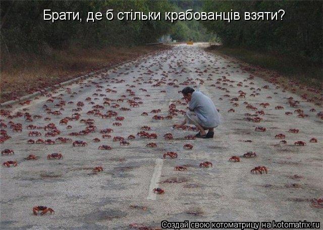 Котоматрица: Брати, де б стiльки крабованцiв взяти?