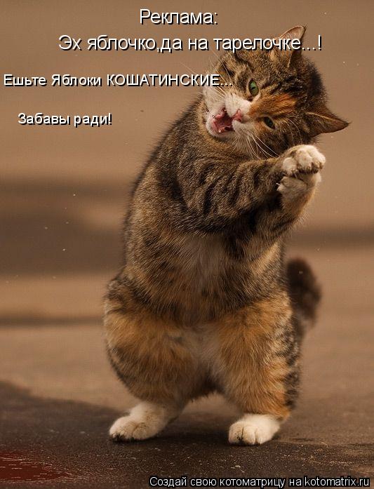 Котоматрица: Реклама: Эх яблочко,да на тарелочке...! Ешьте Яблоки КОШАТИНСКИЕ... Забавы ради!