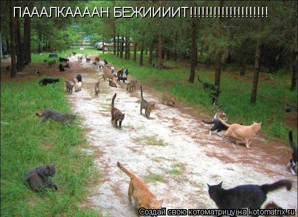 ПАААЛКААААН БЕЖИИИИТ!!!!!!!!!!!!!!!!!!!!... Котоматрица: ПАААЛКААААН БЕЖИИИИТ!!!!!!!!!!!!!!!!!!!!