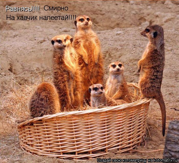 Равнясь!!!! Смирно... На хавчик налеетай!!!!... Котоматрица: Равнясь!!!! Смирно... На хавчик налеетай!!!!
