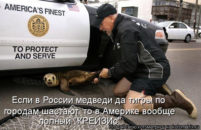 Котоматрица: Если в России медведи да тигры по городам шастают, то в Америке вообще полный "КРЕЙЗИс"