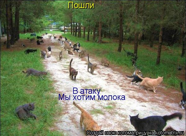 Котоматрица: Пошли В атаку Мы хотим молока
