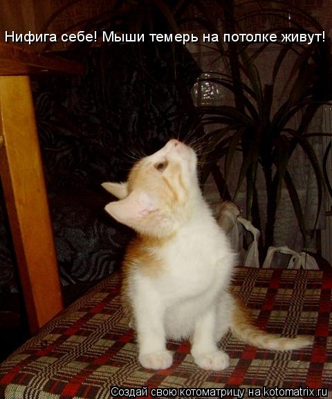 Котоматрица: Нифига себе! Мыши темерь на потолке живут!
