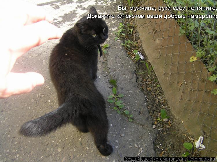 Котоматрица: Вы, мужчина, руки свои не тяните, Докажите китекэтом ваши добрые намерения