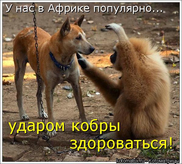 У нас в Африке популярно... ударом кобры здороваться!... Котоматрица: У нас в Африке популярно... ударом кобры здороваться!