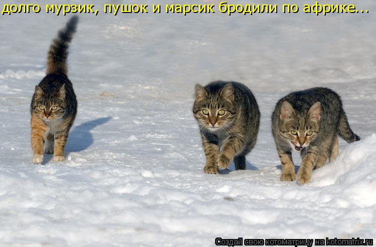 долго мурзик, пушок и марсик бродили по африке...... Котоматрица: долго мурзик, пушок и марсик бродили по африке...