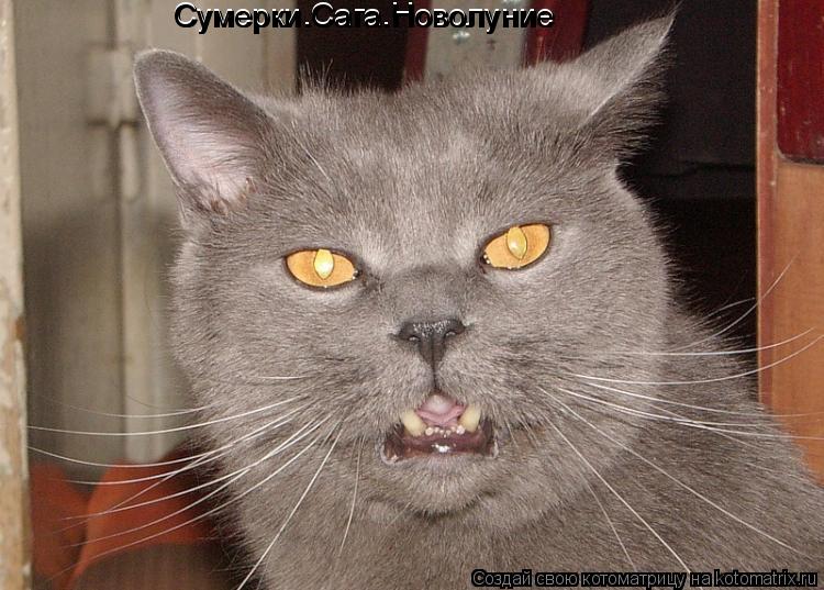 Сумерки.Сага.Новолуние Сумерки.Сага.Новолуние... Котоматрица: Сумерки.Сага.Новолуние Сумерки.Сага.Новолуние