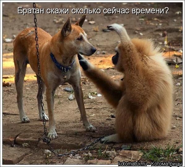 Братан скажи сколько сейчас времени?... Котоматрица: Братан скажи сколько сейчас времени?