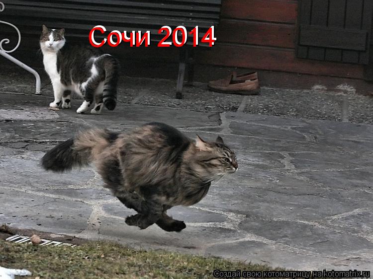 Сочи 2014 Сочи 2014... Котоматрица: Сочи 2014 Сочи 2014