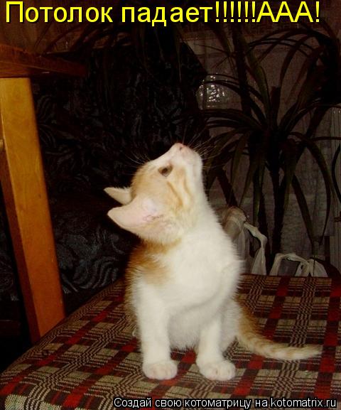 Потолок падает!!!!!!ААА!... Котоматрица: Потолок падает!!!!!!ААА!