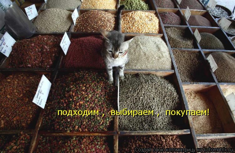 подходим , выбираем , покупаем!... Котоматрица: подходим , выбираем , покупаем!
