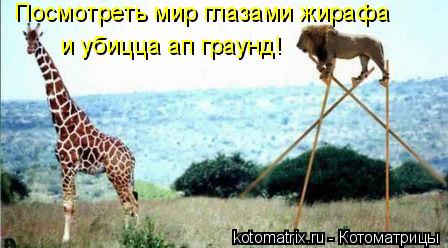 Посмотреть мир глазами жирафа и убицца ап граунд!... Котоматрица: Посмотреть мир глазами жирафа и убицца ап граунд!
