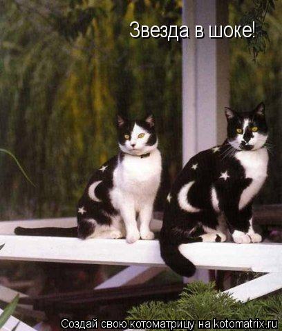 Звезда в шоке!... Котоматрица: Звезда в шоке!