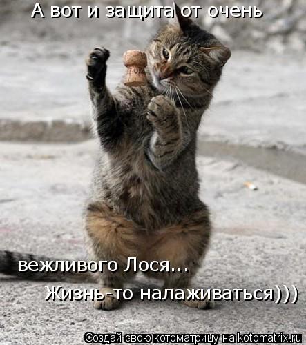 А вот и защита от очень вежливого Лося... Жизнь-то налаживаться)))... Котоматрица: А вот и защита от очень вежливого Лося... Жизнь-то налаживаться)))