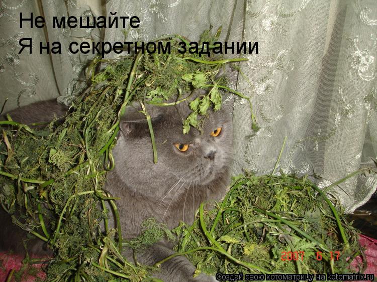 Не мешайте Я на секретном задании... Котоматрица: Не мешайте Я на секретном задании