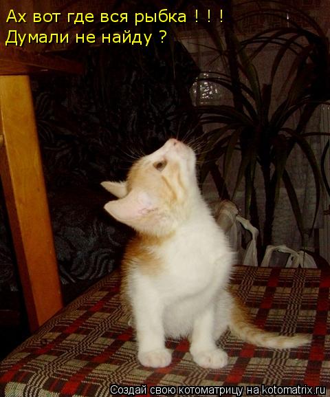 Ах вот где вся рыбка ! ! ! Думали не найду ?... Котоматрица: Ах вот где вся рыбка ! ! ! Думали не найду ?