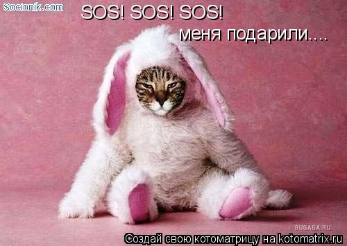 SOS! SOS! SOS! меня подарили....... Котоматрица: SOS! SOS! SOS! меня подарили....