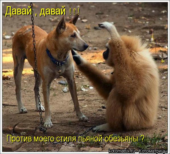 Давай , давай Против моего стиля пьяной обезьяны ? ! ! !... Котоматрица: Давай , давай Против моего стиля пьяной обезьяны ? ! ! !