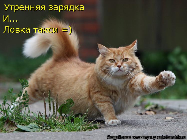 Утренняя зарядка И... Ловка такси =)... Котоматрица: Утренняя зарядка И... Ловка такси =)