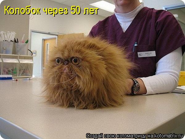 Колобок через 50 лет... Котоматрица: Колобок через 50 лет