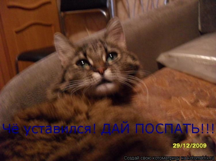 Чё уставился! ДАЙ ПОСПАТЬ!!!... Котоматрица: Чё уставился! ДАЙ ПОСПАТЬ!!!