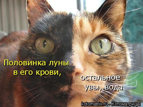 остальное - увы, вода Половинка луны в его крови,... Котоматрица: остальное - увы, вода Половинка луны в его крови,