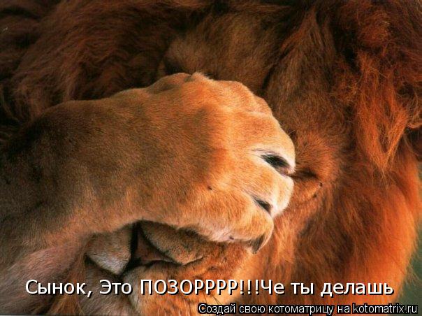 Сынок, Это ПОЗОРРРР!!!Че ты делашь... Котоматрица: Сынок, Это ПОЗОРРРР!!!Че ты делашь