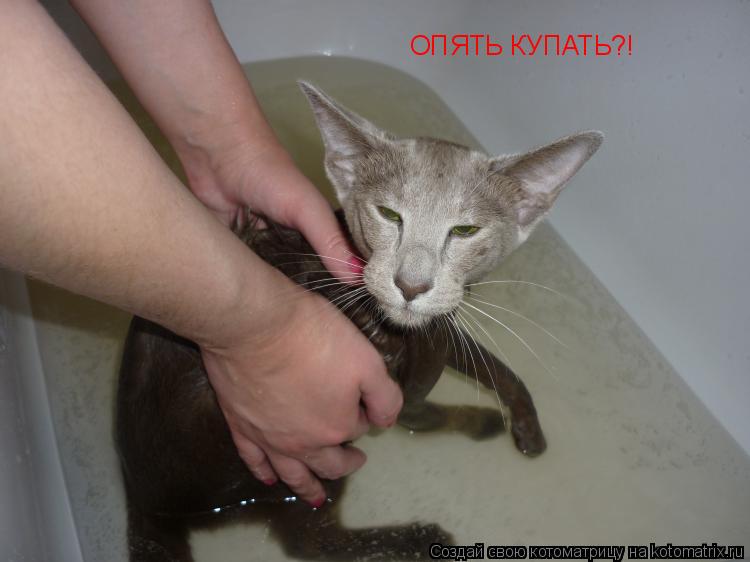 ОПЯТЬ КУПАТЬ?!... Котоматрица: ОПЯТЬ КУПАТЬ?!