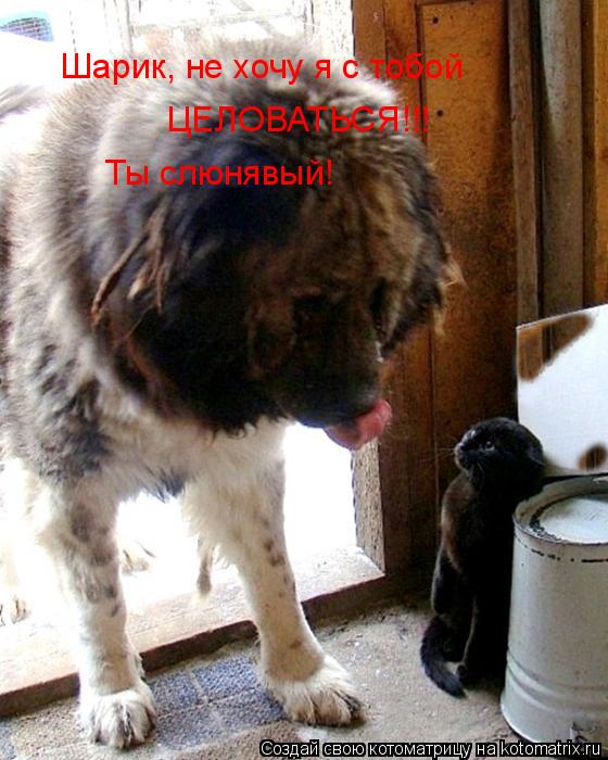 Шарик, не хочу я с тобой ЦЕЛОВАТЬСЯ!!! Ты слюнявый!... Котоматрица: Шарик, не хочу я с тобой ЦЕЛОВАТЬСЯ!!! Ты слюнявый!